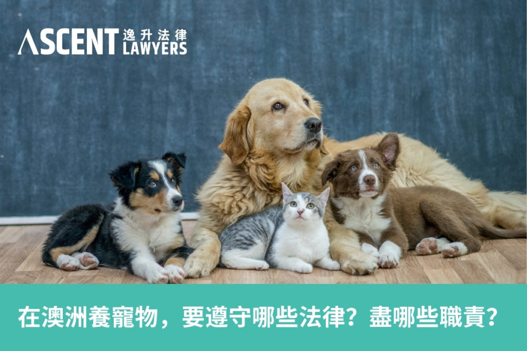 昆士蘭養寵物 要遵守哪些法律呢 要盡哪些職責呢 Ascent Lawyers 逸升法律 昆士蘭養寵物 要遵守哪些法律呢 要盡哪些職責呢 Ascent Lawyers 逸升法律
